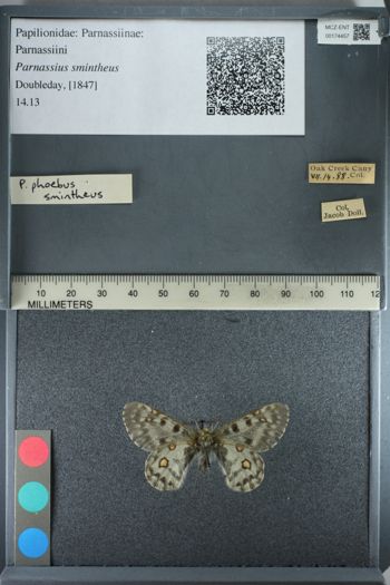 Media type: image;   Entomology 174457